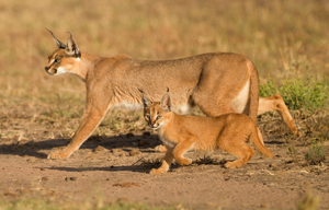 caracal